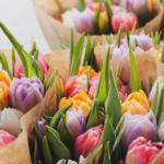 Website Cover Image 600x600 (3)